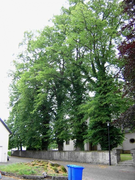 Bild 1 von 4 Linden auf dem Kirchplatz